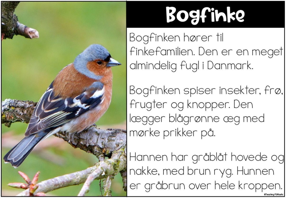 LÆSEKORT MED SPØRGSMÅL – FUGLE - Billede 3
